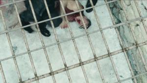 Lindemann publie plusieurs versions alternatives du clip vidéo de Ach So Gern