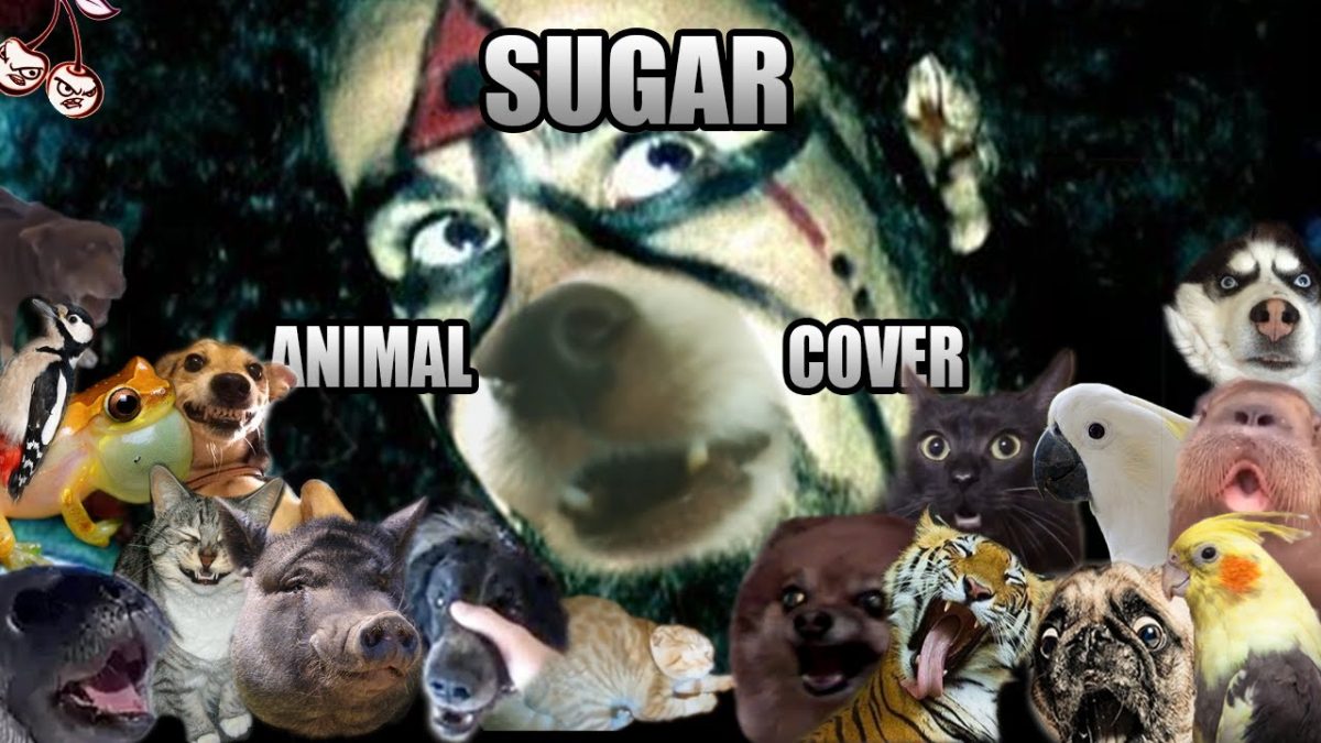 Cette reprise de Sugar de System Of A Down chantée par des animaux est hilarante