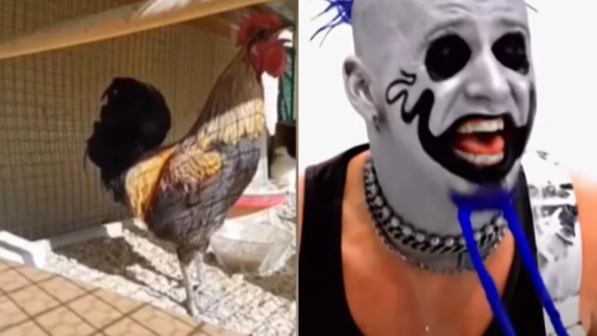 Un coq chante du Mudvayne, quelle époque formidable !