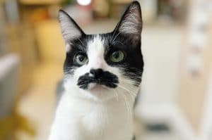 Un chat fait le buzz en raison de sa ressemblance avec Freddie Mercury de Queen