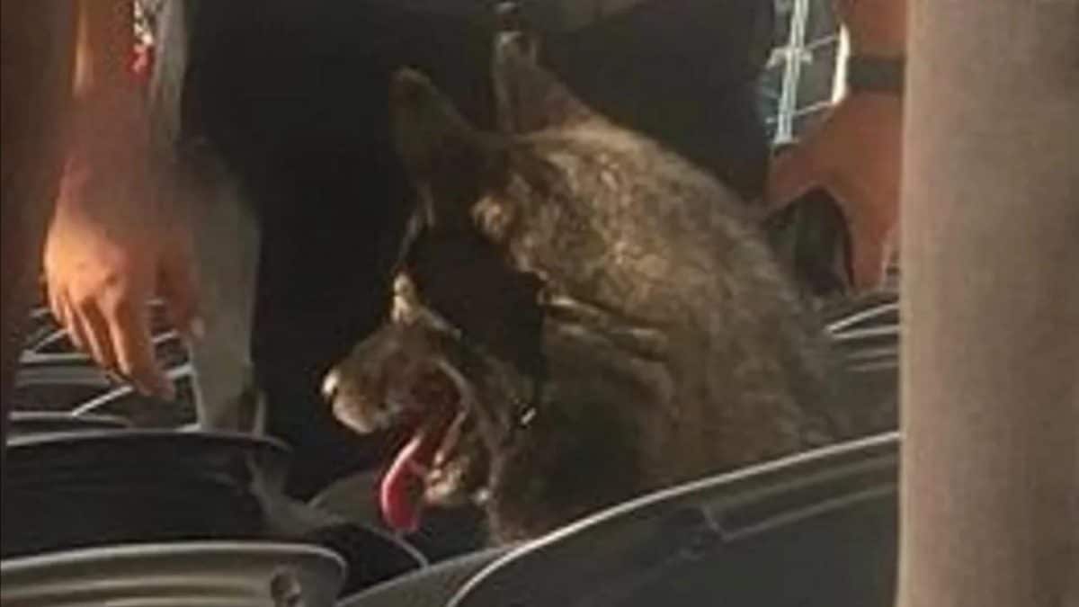 Une chienne s&rsquo;est enfuie de chez elle et a regardé un concert de Metallica d&rsquo;un bout à l&rsquo;autre