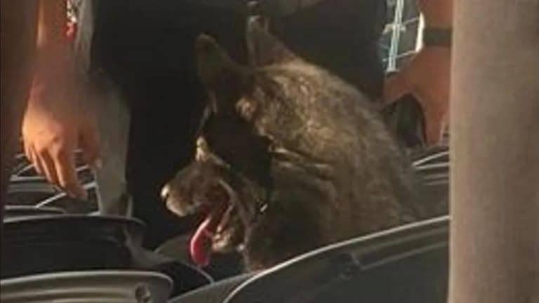 Une chienne s’est enfuie de chez elle et a regardé un concert de Metallica d’un bout à l’autre